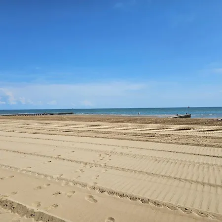 Turritella Del Mar *